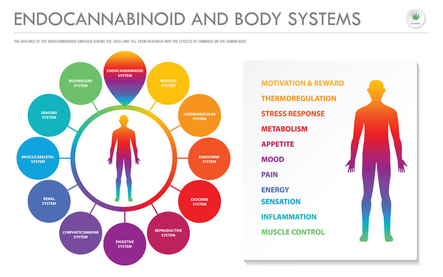 An infographic showing the endocannabinoid system.