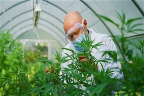Full Spectrum CBD Oil Australia