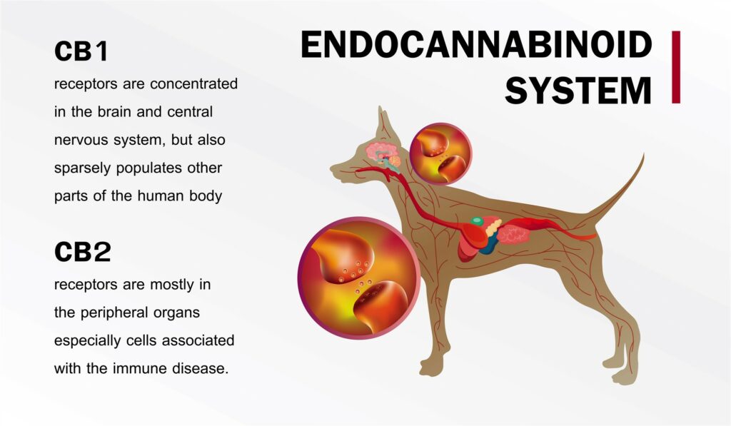 CBD Oil for Dogs