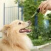CBD for Dogs