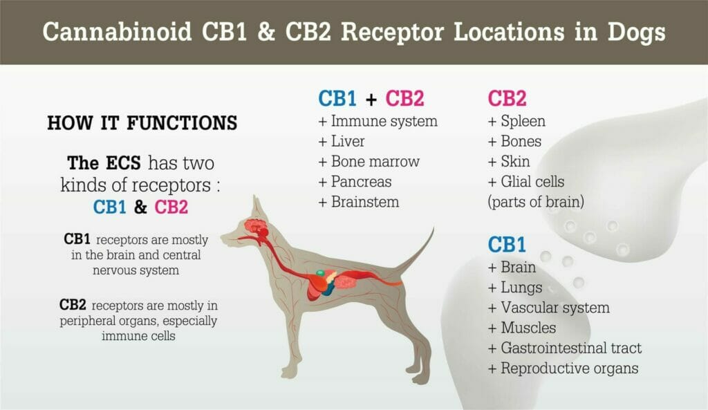 How does CBD Oil work for Dogs