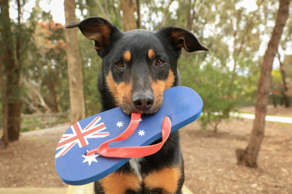 CBD Oil for Dogs Australia