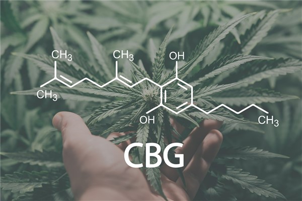 Understanding CBG: An In-depth Look at the Effect of the Cannabinoid, Cannabigerol (CBG) a lesser-known Cannabis Extract