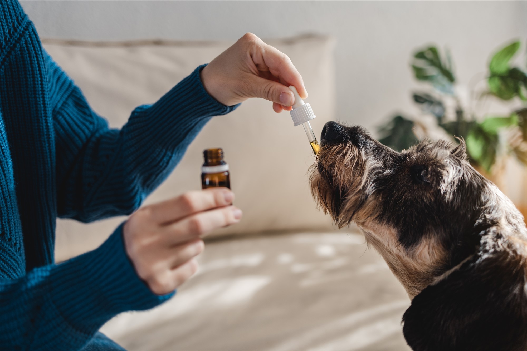 Hemp Seed Oil for Dogs Australia