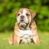 a cute English bulldog about to receive some hemp oil