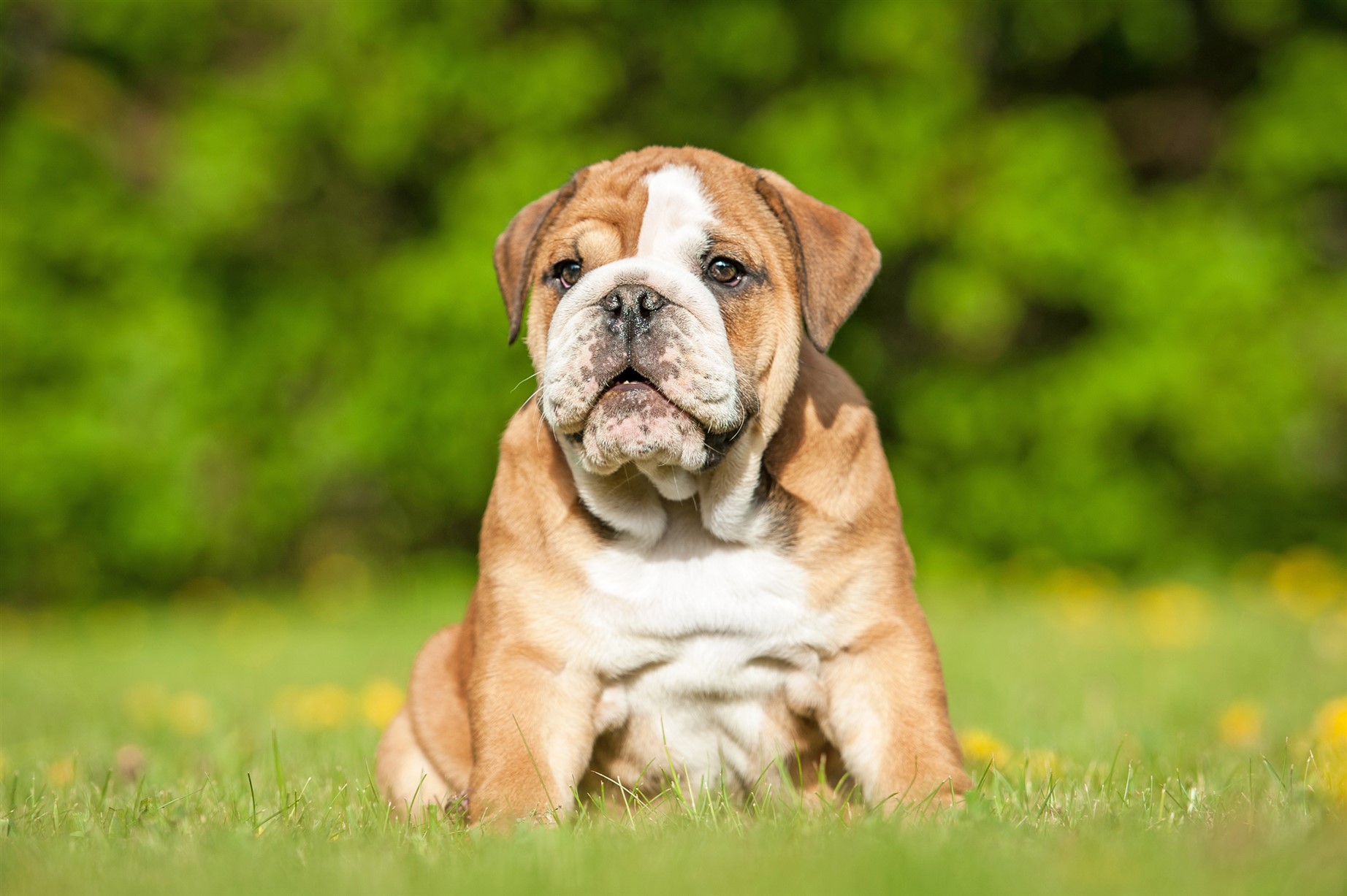 a cute English bulldog about to receive some hemp oil
