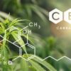 Hemp plants used to make hemp oil with a CBD diagram on the left.