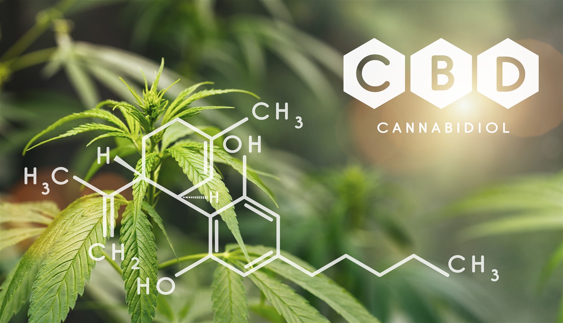 Hemp plants used to make hemp oil with a CBD diagram on the left.